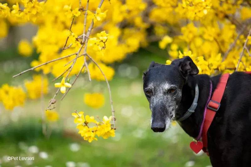 Cala adozione levrierigalgo fosterhome blackdog 47