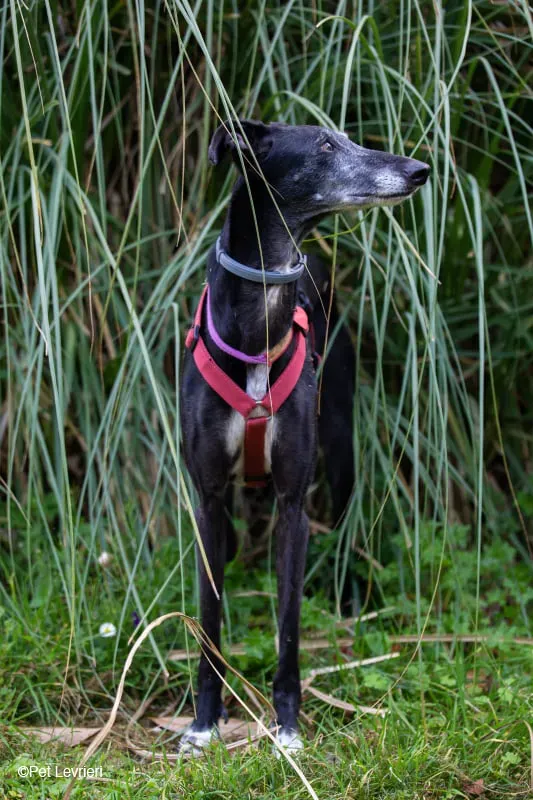 Cala adozione levrierigalgo fosterhome blackdog 48