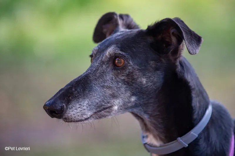 Cala adozione levrierigalgo fosterhome blackdog 49