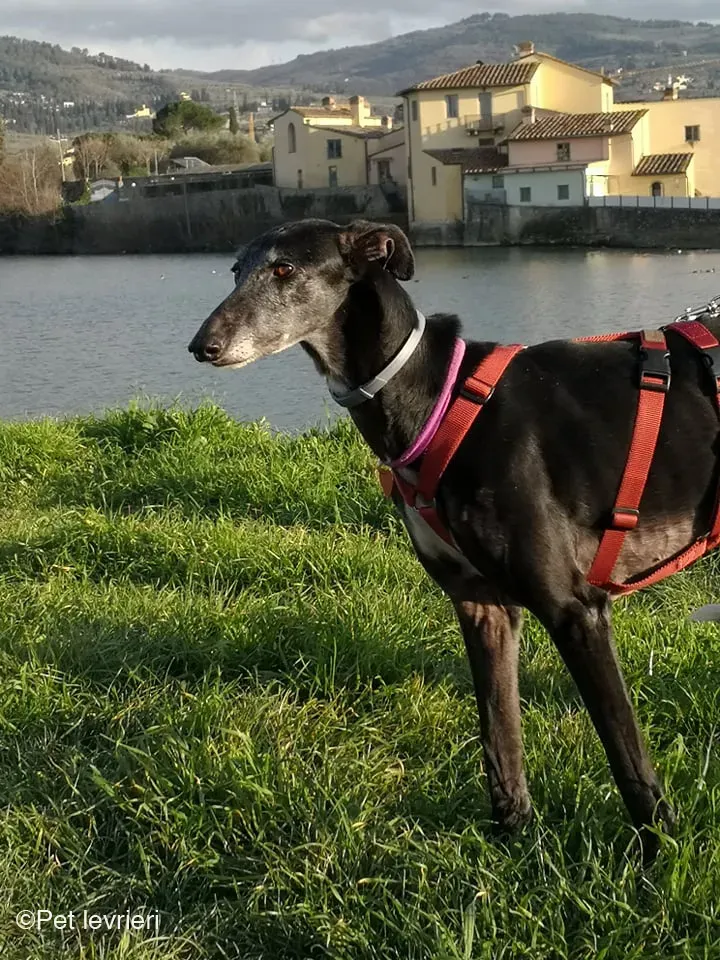 Cala adozione levrierigalgo fosterhome blackdog 5