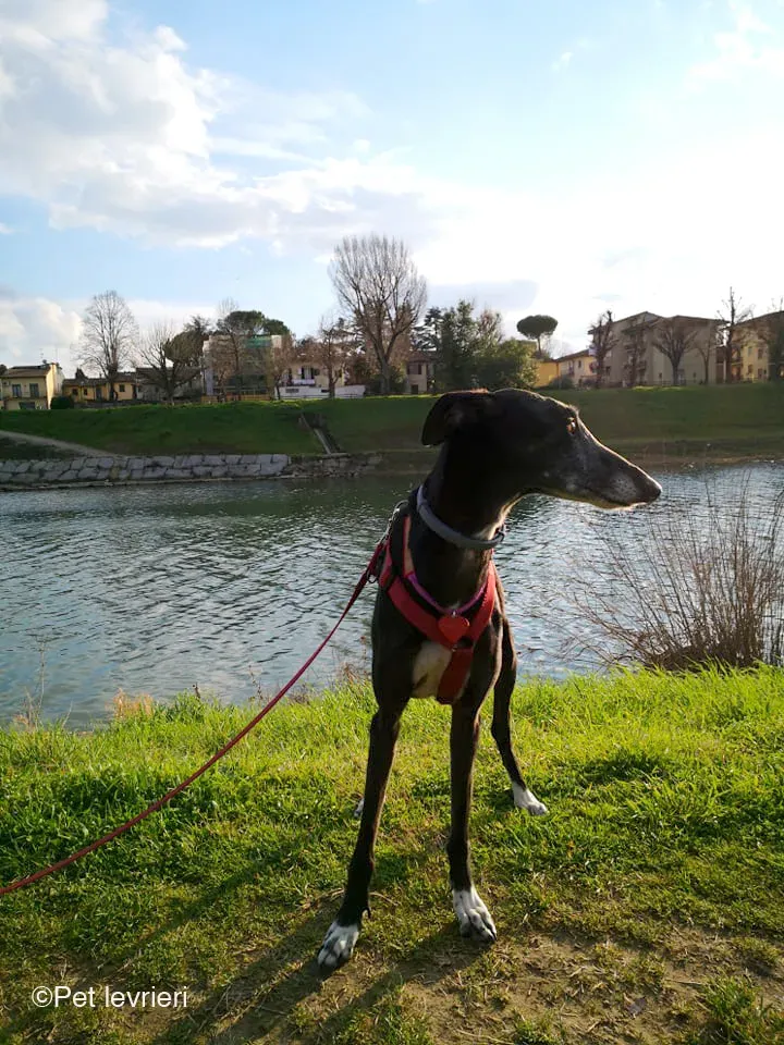 Cala adozione levrierigalgo fosterhome blackdog 6