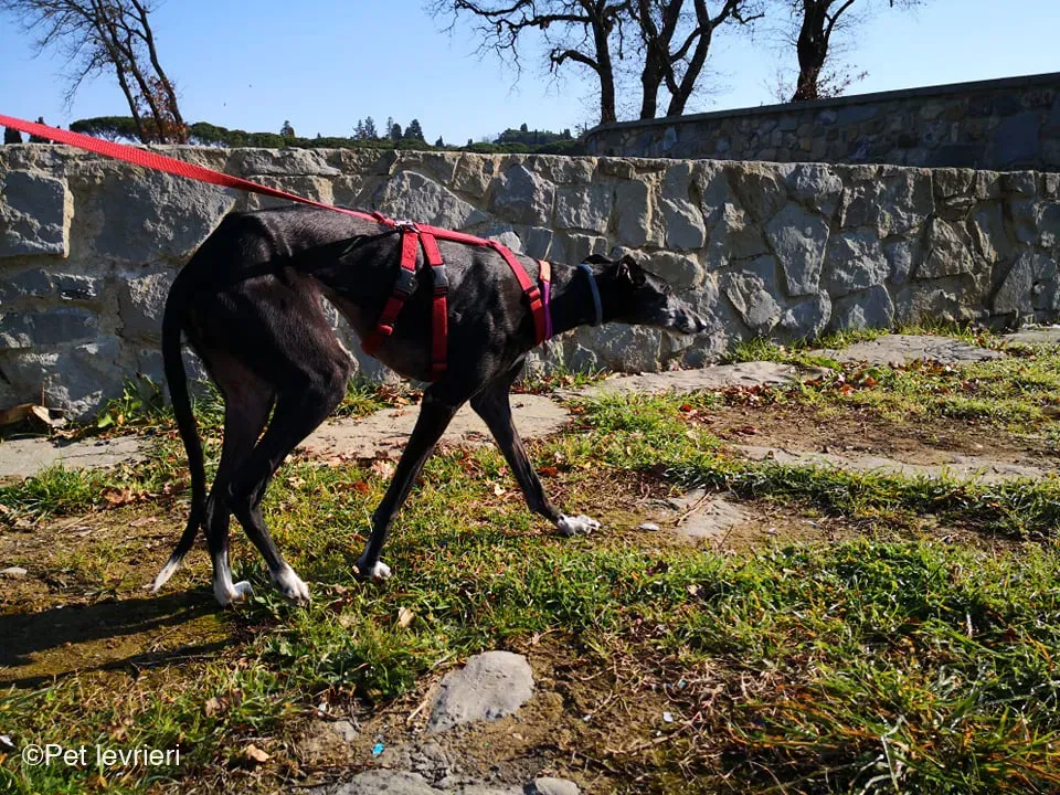 Cala adozione levrierigalgo fosterhome blackdog 7