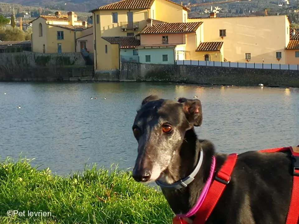 Cala adozione levrierigalgo fosterhome blackdog 9