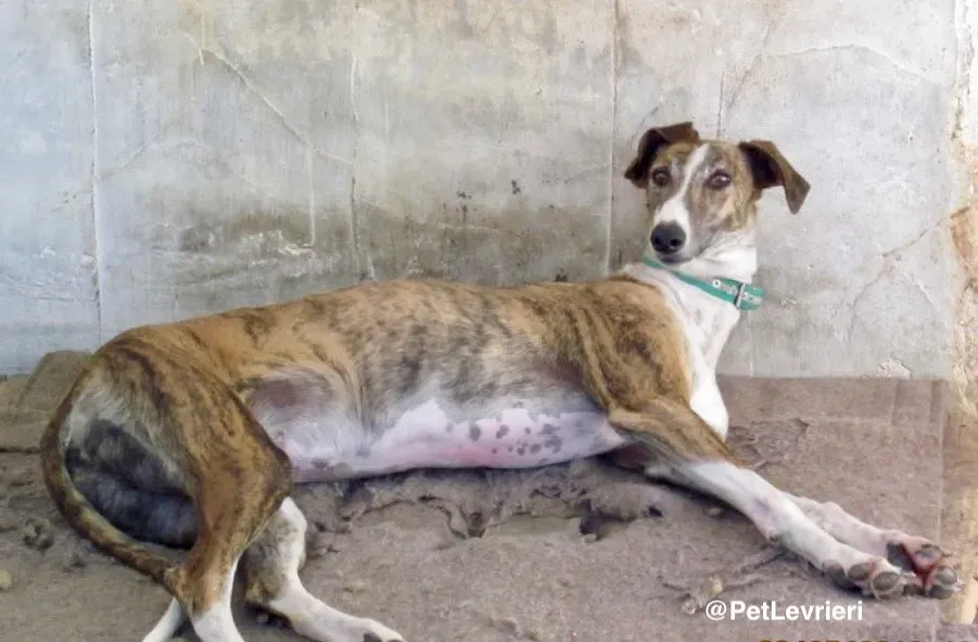 Calcetines adozione levrieri galgo 00