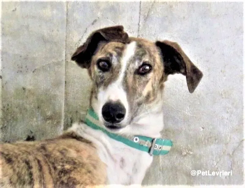 Calcetines adozione levrieri galgo 01 e1557841277165 1