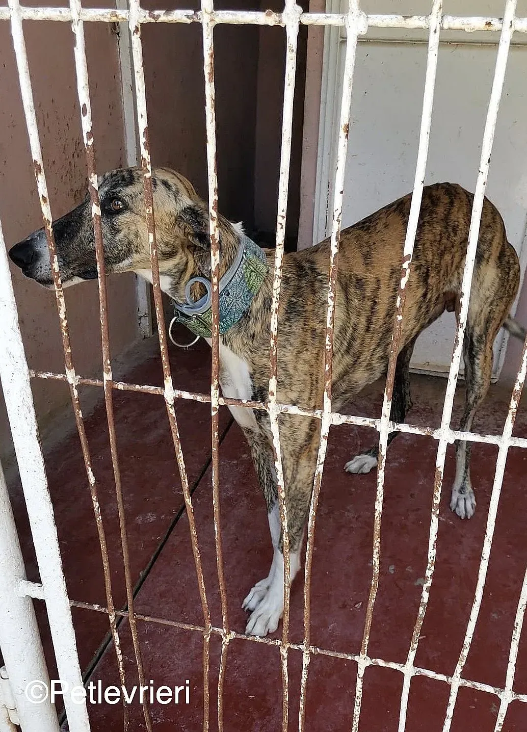 Calcetines adozione levrieri galgo 01