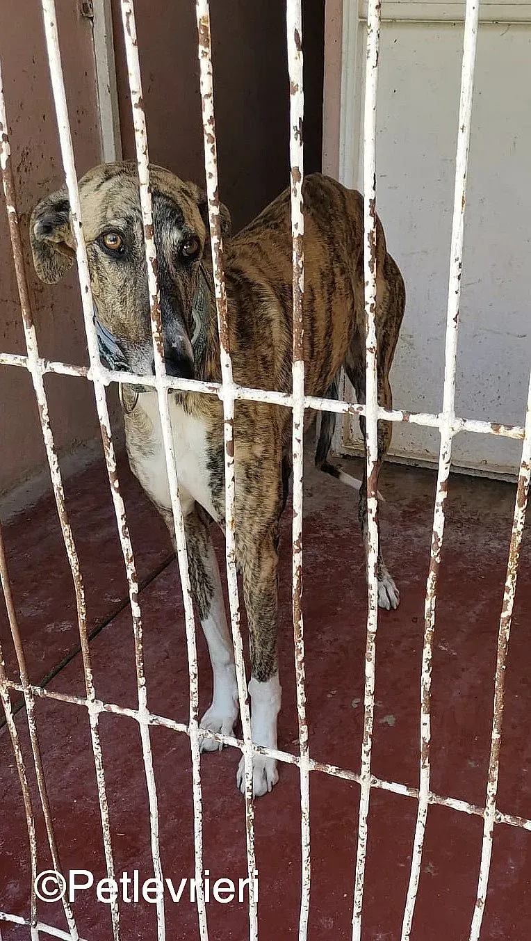 Calcetines adozione levrieri galgo 02