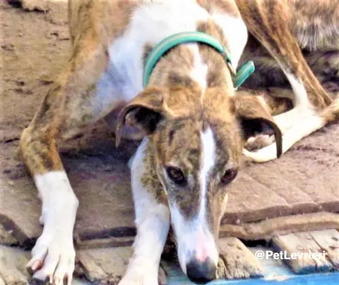 Calcetines adozione levrieri galgo 03 1