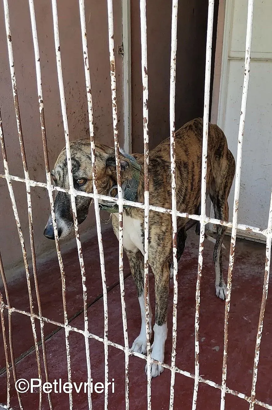 Calcetines adozione levrieri galgo 03