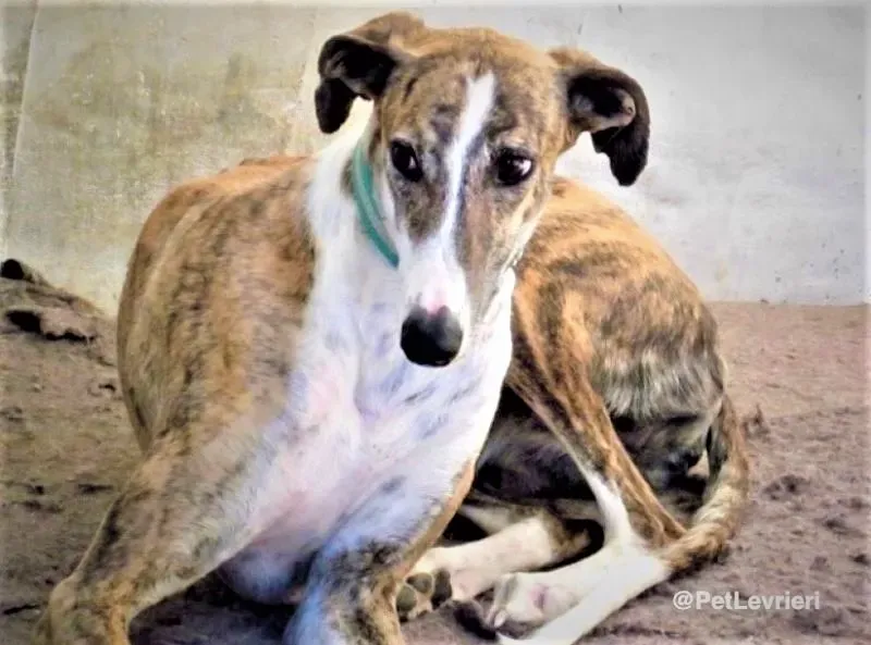 Calcetines adozione levrieri galgo 04 e1557841298881 1