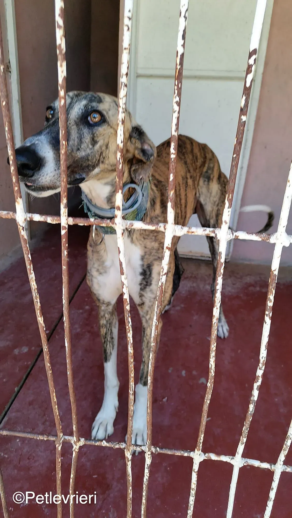 Calcetines adozione levrieri galgo 04