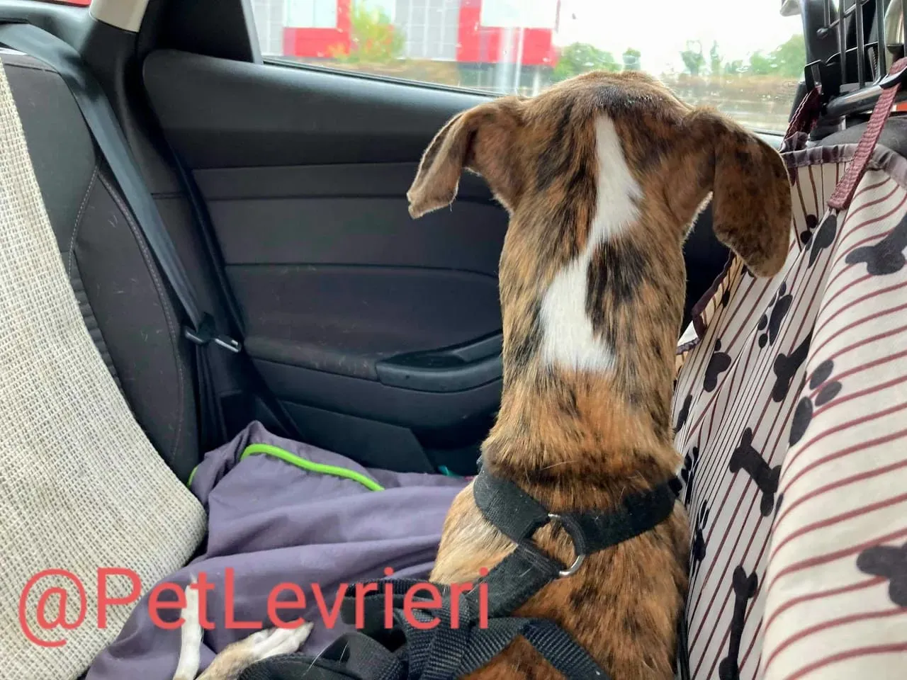 Calcetines adozione levrieri galgo 30