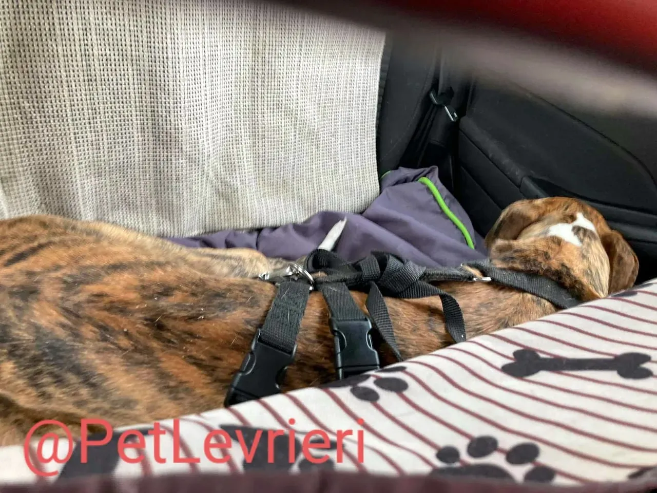 Calcetines adozione levrieri galgo 31