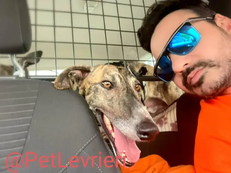 Calcetines adozione levrieri galgo 32