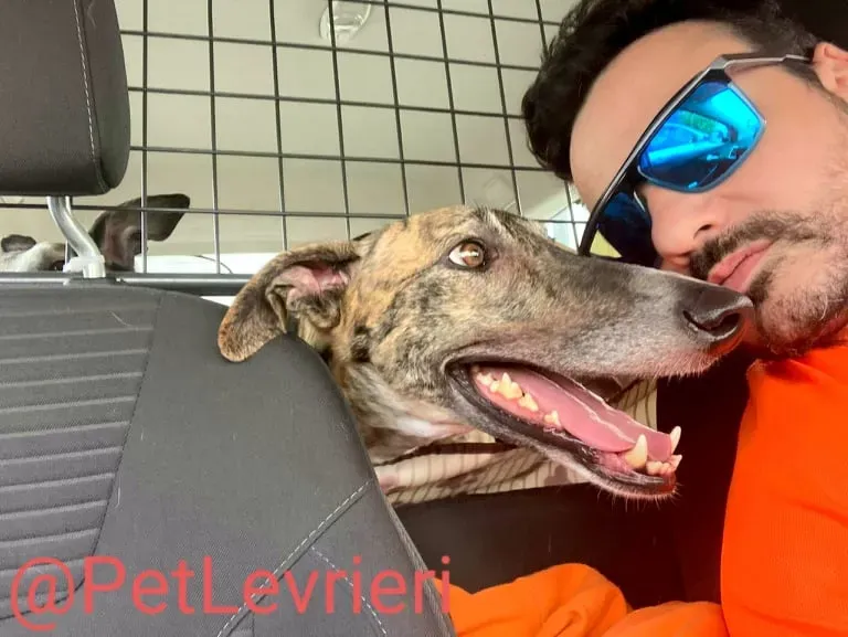 Calcetines adozione levrieri galgo 33