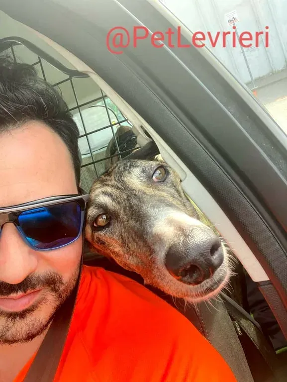 Calcetines adozione levrieri galgo 34