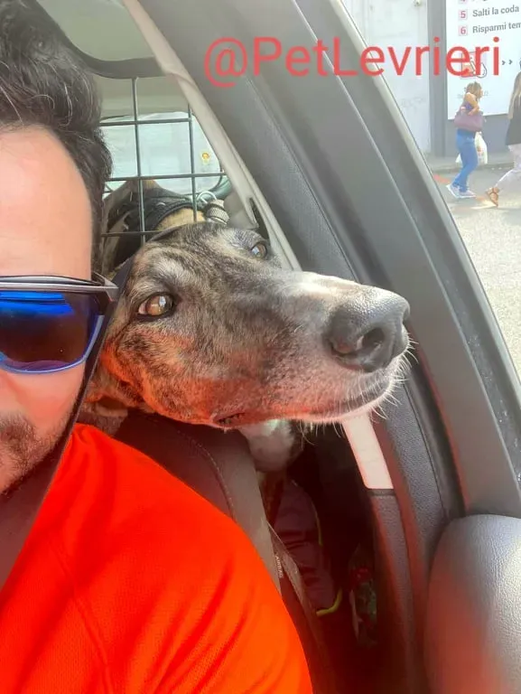 Calcetines adozione levrieri galgo 35