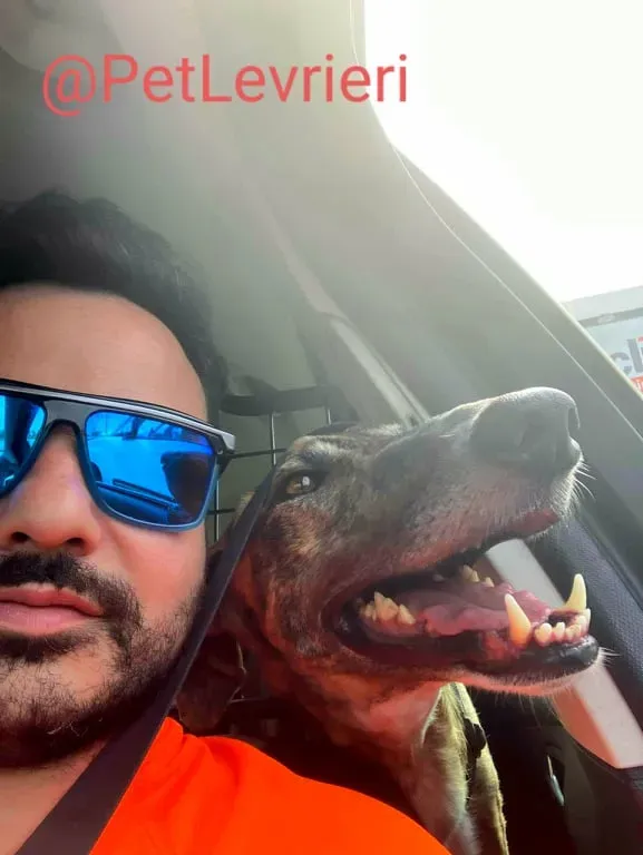 Calcetines adozione levrieri galgo 36