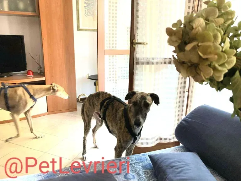 Calcetines adozione levrieri galgo 37