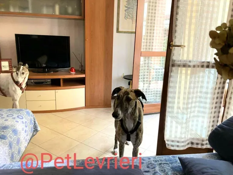 Calcetines adozione levrieri galgo 38