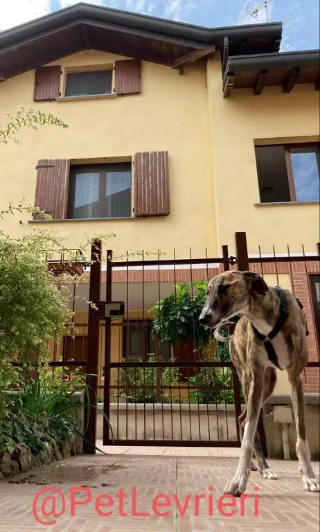 Calcetines adozione levrieri galgo 39