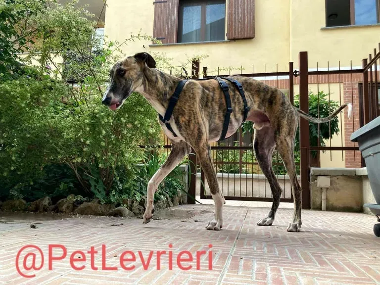 Calcetines adozione levrieri galgo 40