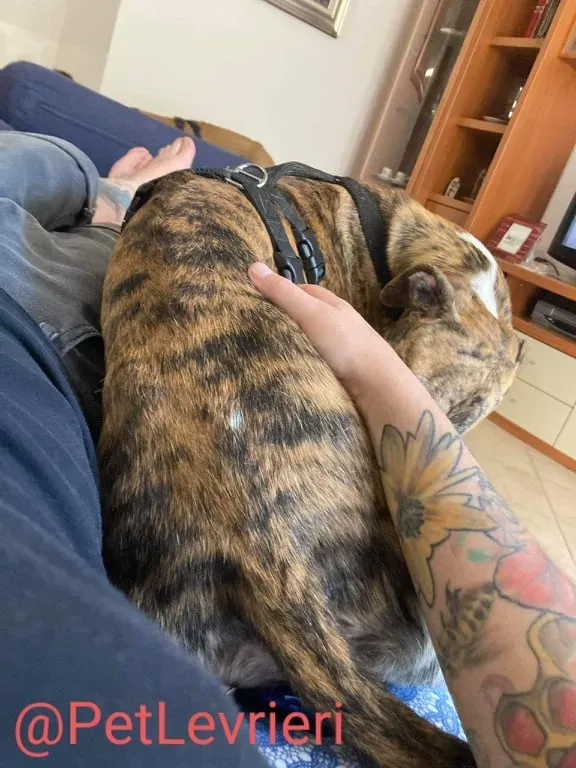 Calcetines adozione levrieri galgo 41