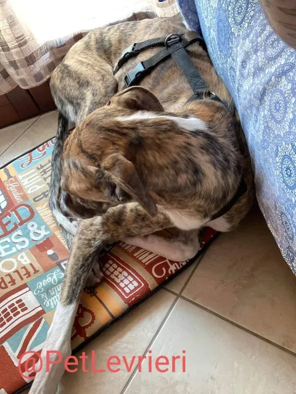 Calcetines adozione levrieri galgo 42