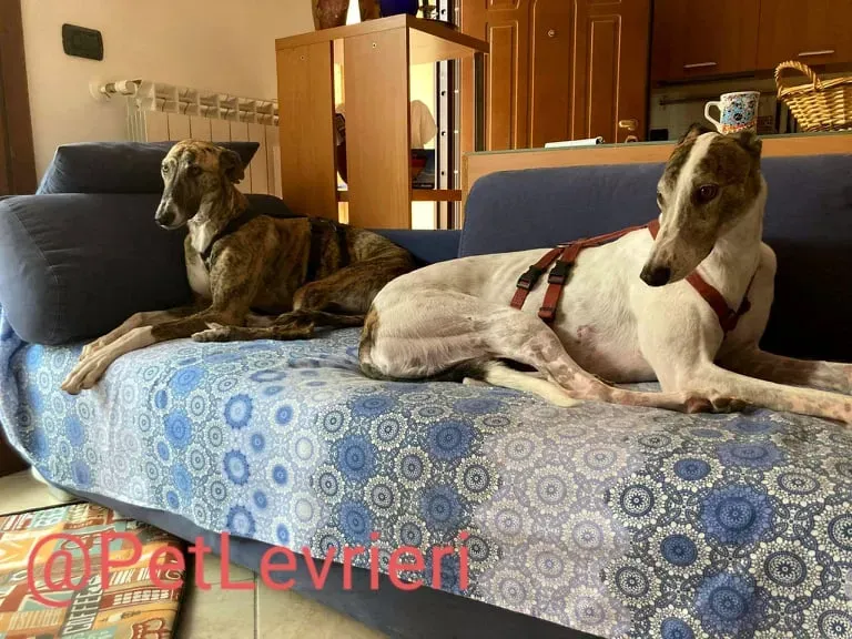 Calcetines adozione levrieri galgo 43