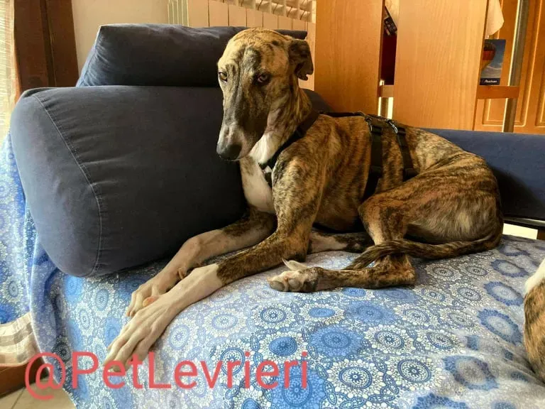 Calcetines adozione levrieri galgo 44