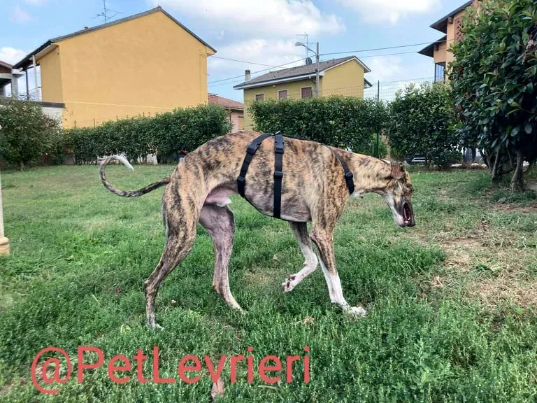 Calcetines adozione levrieri galgo 46