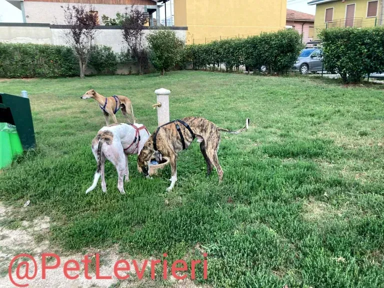 Calcetines adozione levrieri galgo 47