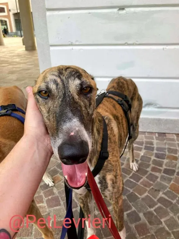 Calcetines adozione levrieri galgo 49