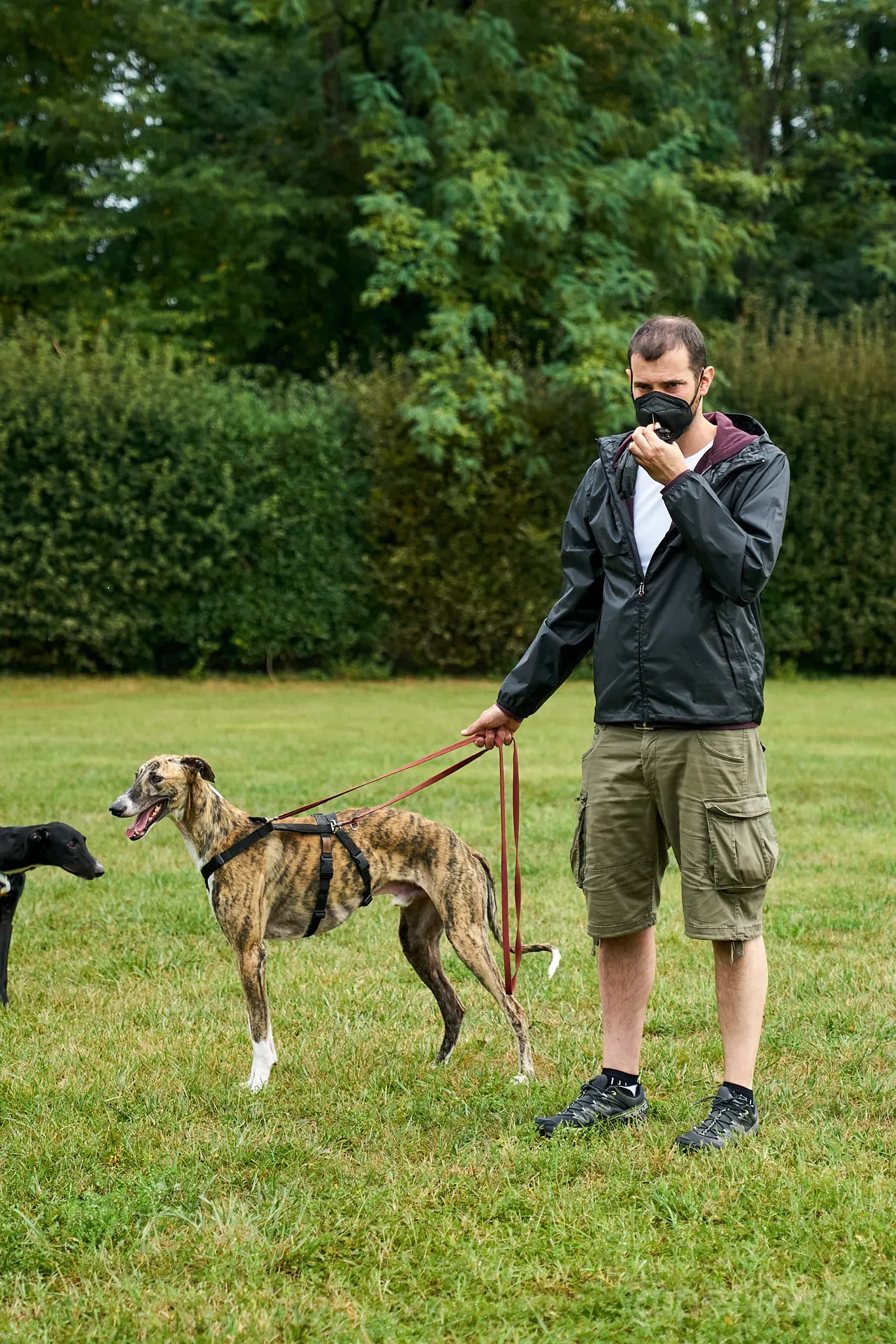 Calcetines adozione levrieri galgo 50