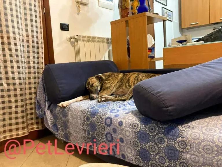 Calcetines adozione levrieri galgo 50