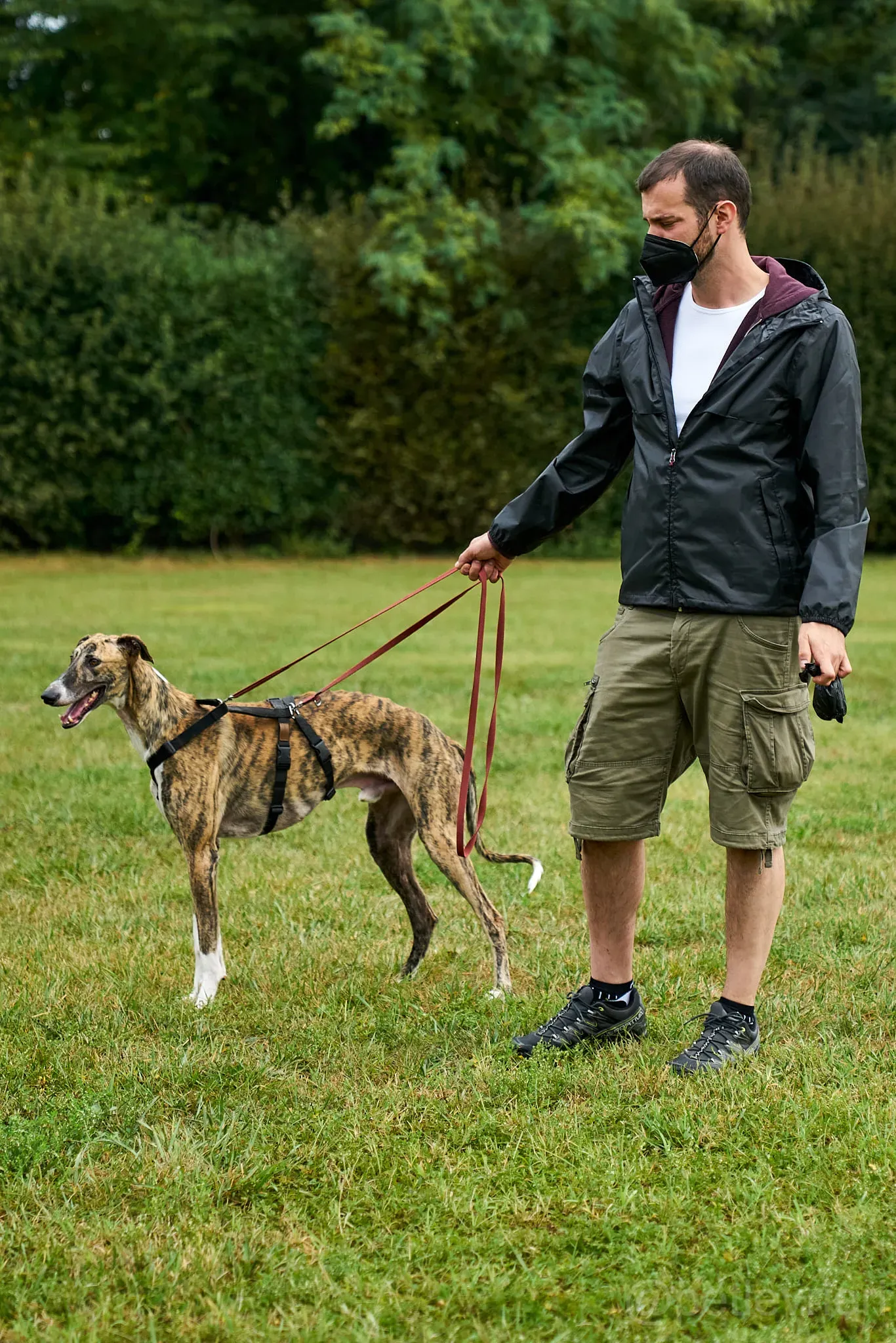 Calcetines adozione levrieri galgo 51