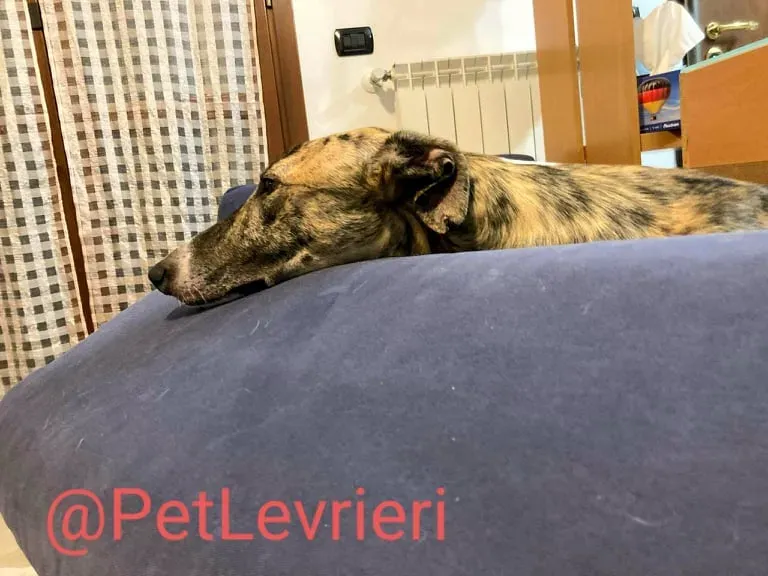 Calcetines adozione levrieri galgo 51