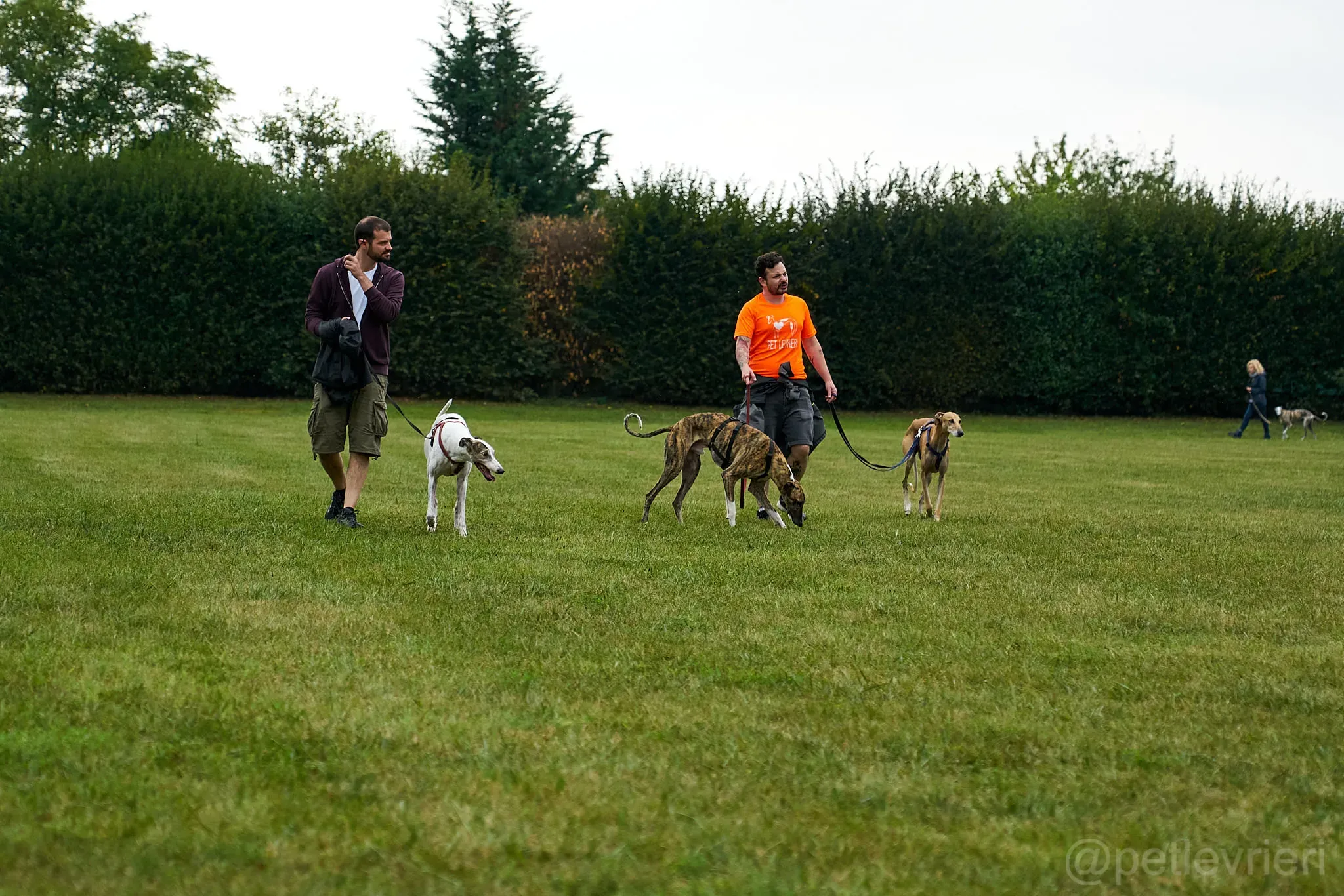 Calcetines adozione levrieri galgo 52