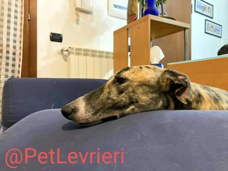 Calcetines adozione levrieri galgo 52