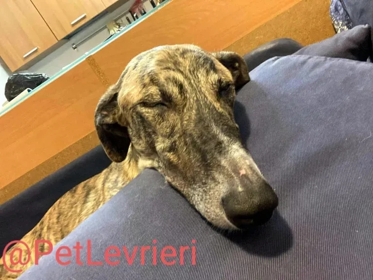 Calcetines adozione levrieri galgo 53
