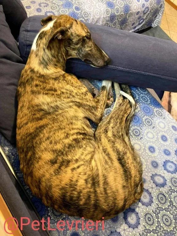 Calcetines adozione levrieri galgo 54