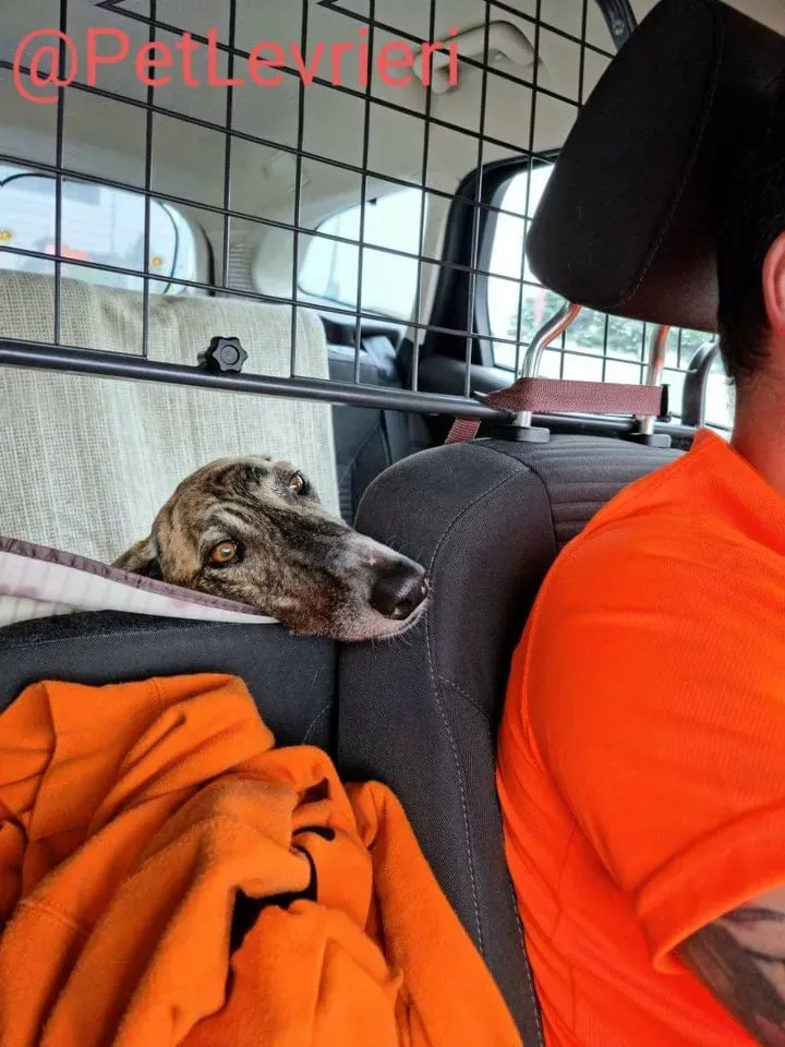 Calcetines adozione levrieri galgo 55