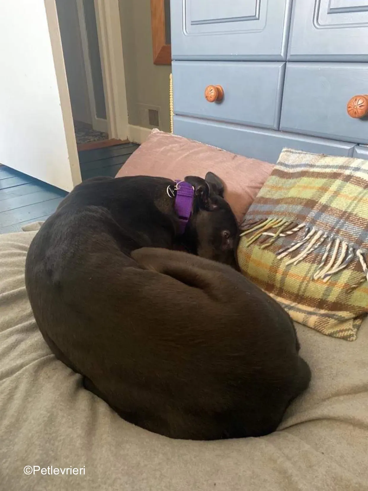 Callie adozione levrieri greyhound 1