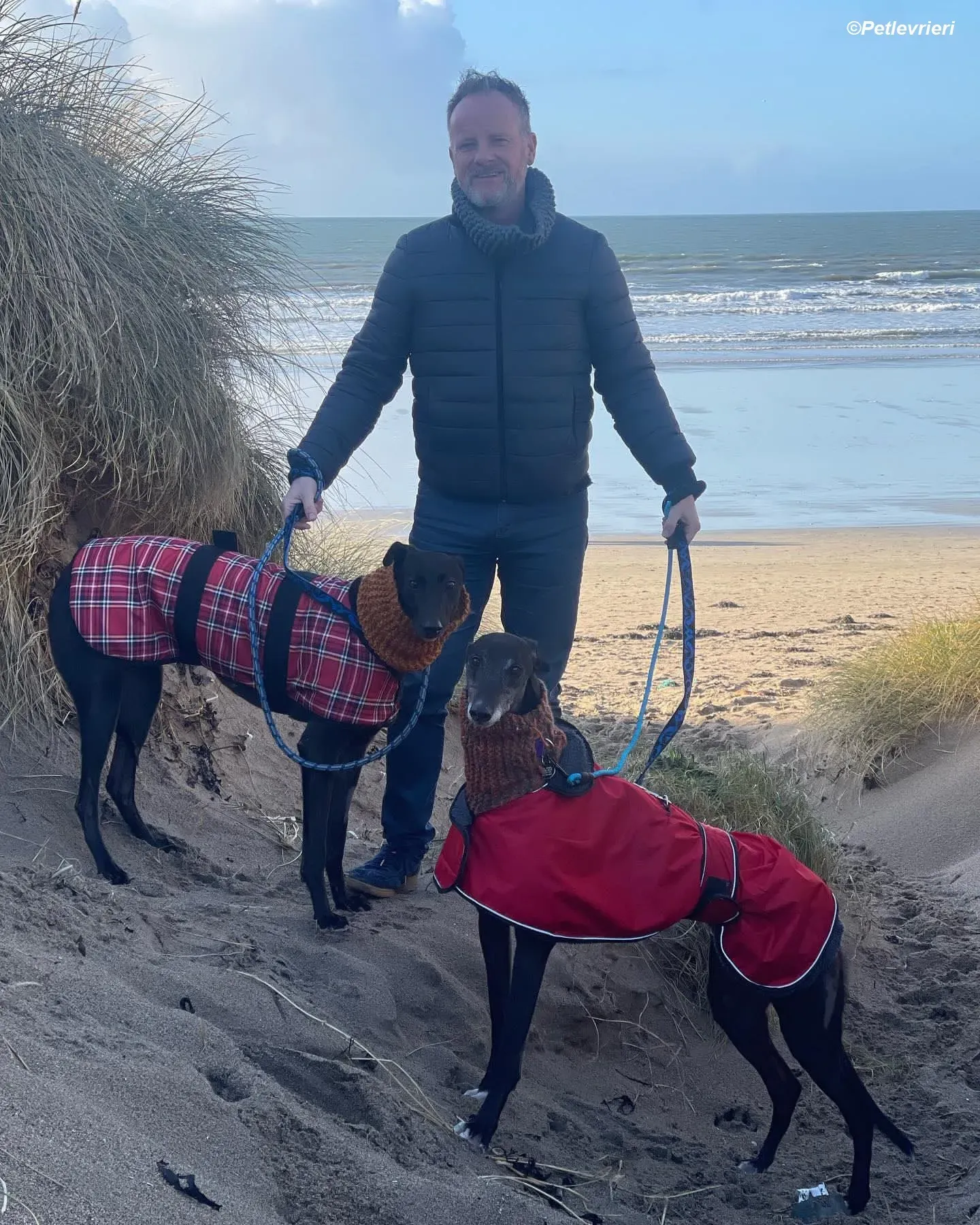 Callie adozione levrieri greyhound 8