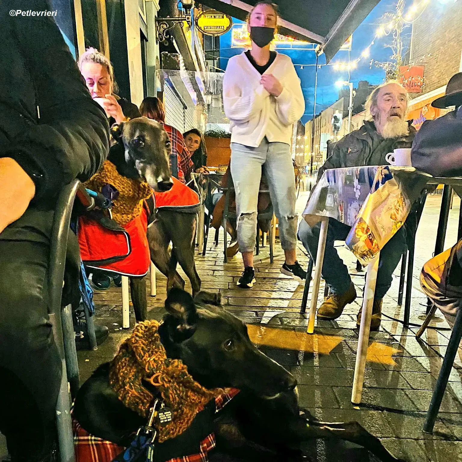 Callie adozione levrieri greyhound 1