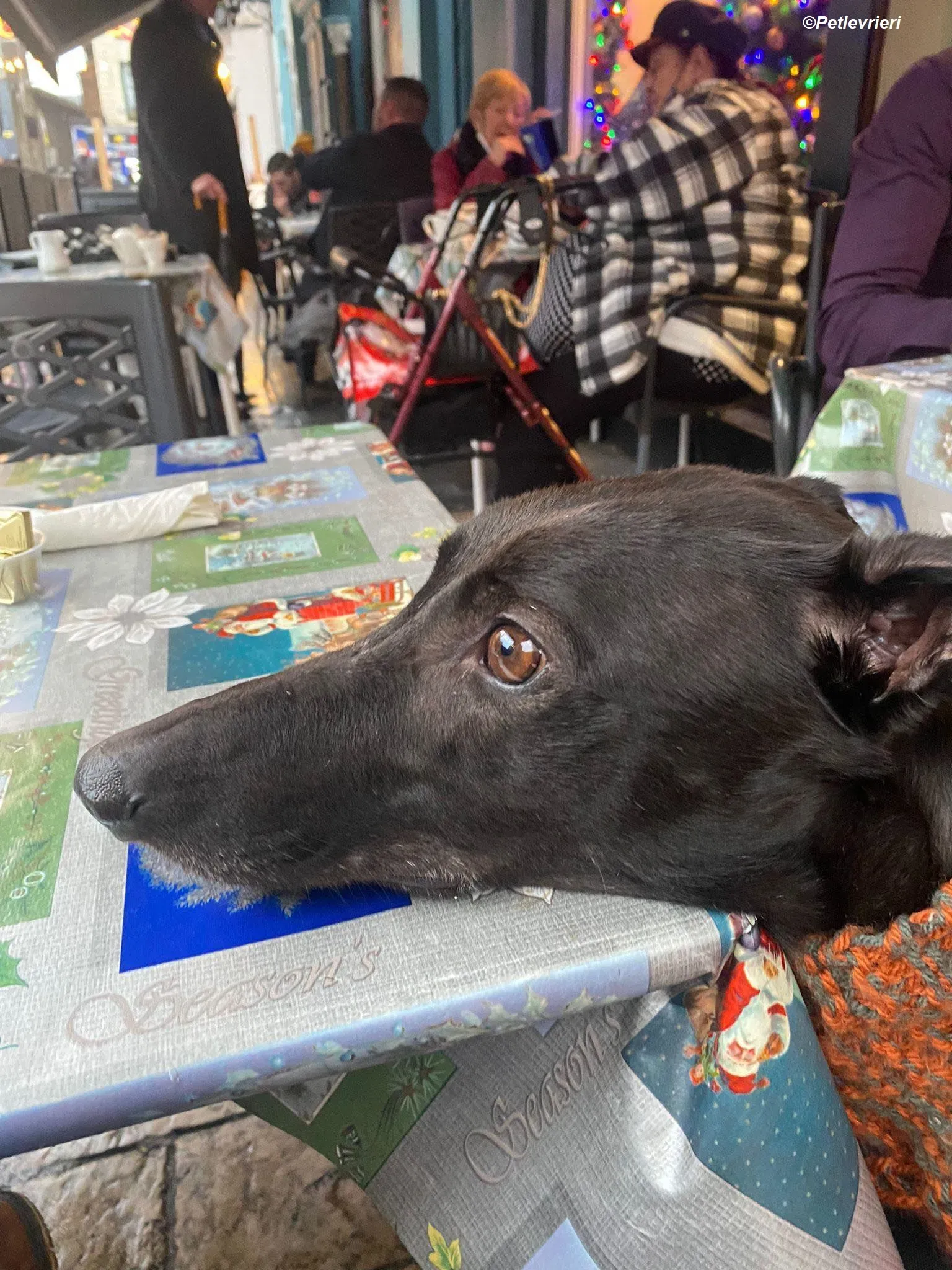 Callie adozione levrieri greyhound 2