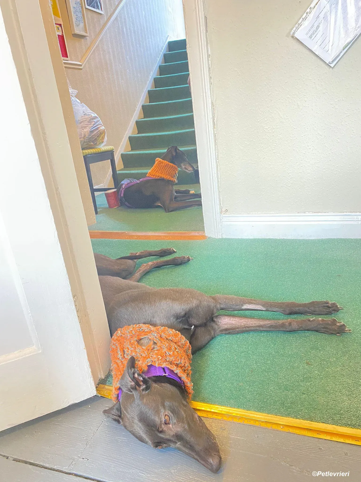 Callie adozione levrieri greyhound 6