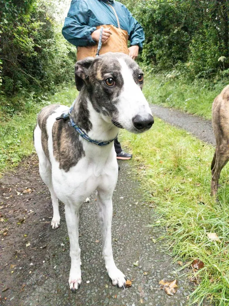 Callie greyhound adozione levrieri 1