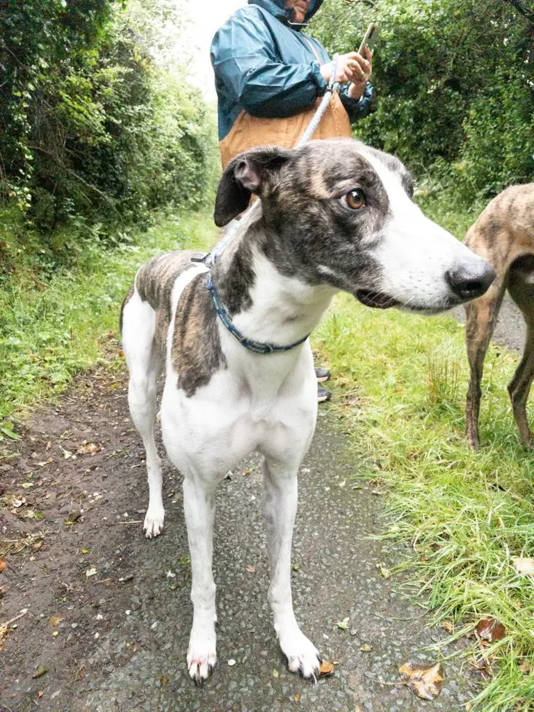 Callie greyhound adozione levrieri 2