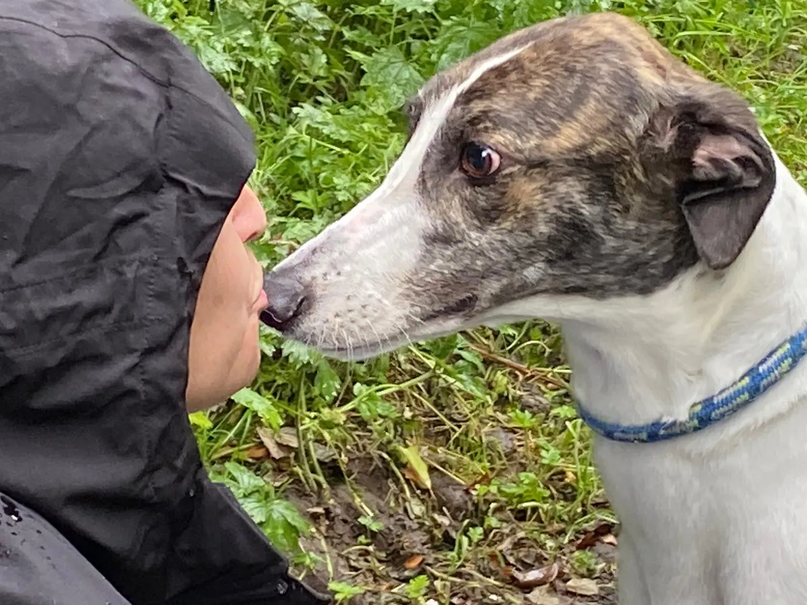 Callie greyhound adozione levrieri 3